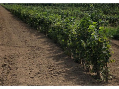 Piantini di nocciolo BIO certificati