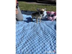 Chihuahua Toy