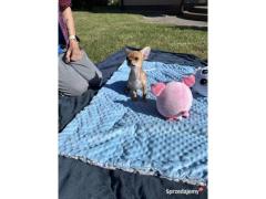 Chihuahua Toy