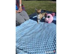 Chihuahua Toy