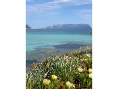 Vacanze Baia Caddinas