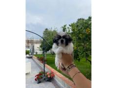 Shitzu Shih tzu Cucciolo