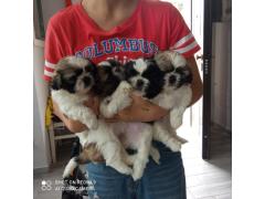 Shitzu Shih tzu Cucciolo