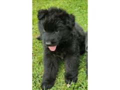 Cuccioli pastore tedesco pelo lungo