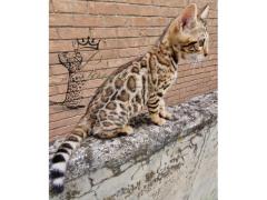 Gatto bengala