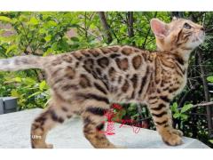Gatto bengala
