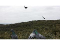 Piccioni volantini