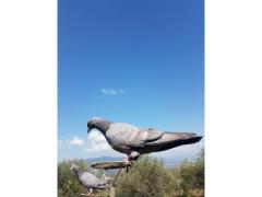 Piccioni volantini