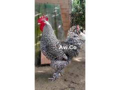 Gallina Malines
