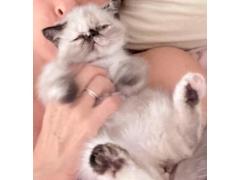 Exotic shorthair tortie point