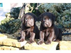 Cuccioli labrador retriever chocolate maschi