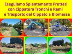 Eseguiamo Spiantamento Frutteti con Cippatura Tronchi e Rami e Trasporto del Cippato a Biomassa