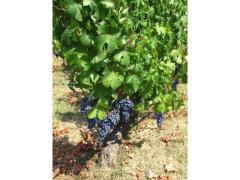 UVA da VINO