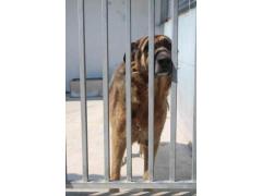 DOUGLAS PASTORE TEDESCO 8 ANNI    IN CANILE