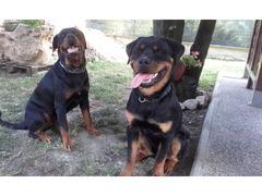 Cuccioli di rottweiler