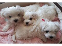 Bellissimi Cuccioli Maltese Toy  Fluffy Piccolissima taglia offrire