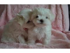Bellissimi Cuccioli Maltese Toy  Fluffy Piccolissima taglia offrire