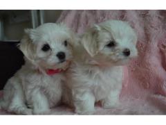 Bellissimi Cuccioli Maltese Toy  Fluffy Piccolissima taglia offrire