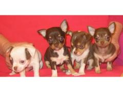 Disponibili Cuccioli Di Chihuahua Con Pedigree.