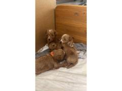 Cuccioli maltipoo