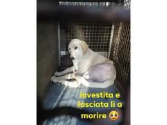 ROXY 18 MESI 18/20 KG SIMIL LABRADOR  