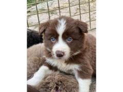 border collie