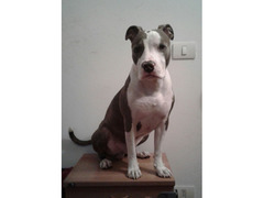American Pit Bull Terrier per monta