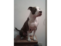 American Pit Bull Terrier per monta