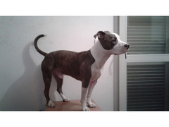 American Pit Bull Terrier per monta