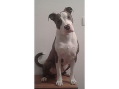 American Pit Bull Terrier per monta