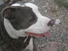 American Pit Bull Terrier per monta