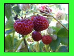 Fragola Framberry