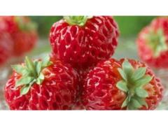 Fragola Framberry
