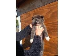 cuccioli Akita tigrati disponibili