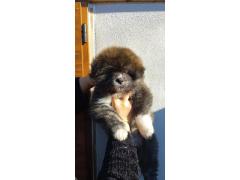 cuccioli Akita tigrati disponibili