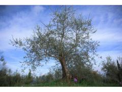 Potatura olivo. Stagione  2024