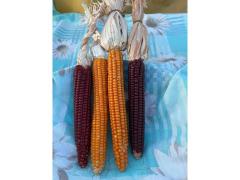 Semi mais formenton otto file rosso o giallo