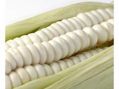 Semi di mais gigante bianco