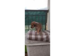VENDO CUCCIOLI METICCI