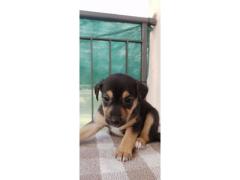 VENDO CUCCIOLI METICCI