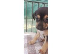 VENDO CUCCIOLI METICCI