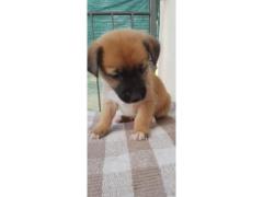 VENDO CUCCIOLI METICCI