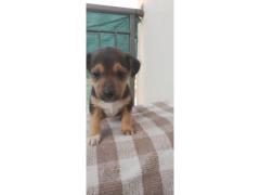 VENDO CUCCIOLI METICCI