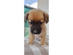 VENDO CUCCIOLI METICCI