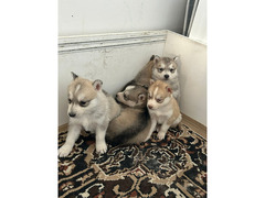 Cuccioli Siberian Husky
