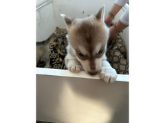 Cuccioli Siberian Husky