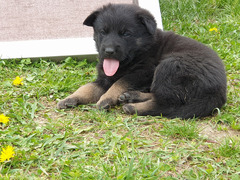 CUCCIOLI PASTORE TEDESCO