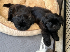 CUCCIOLI SHIH  TZU CON PEDIGREE