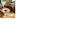 CUCCIOLI SHIH  TZU CON PEDIGREE