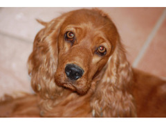 CUCCIOLI  COCKER SPANIEL FULVI